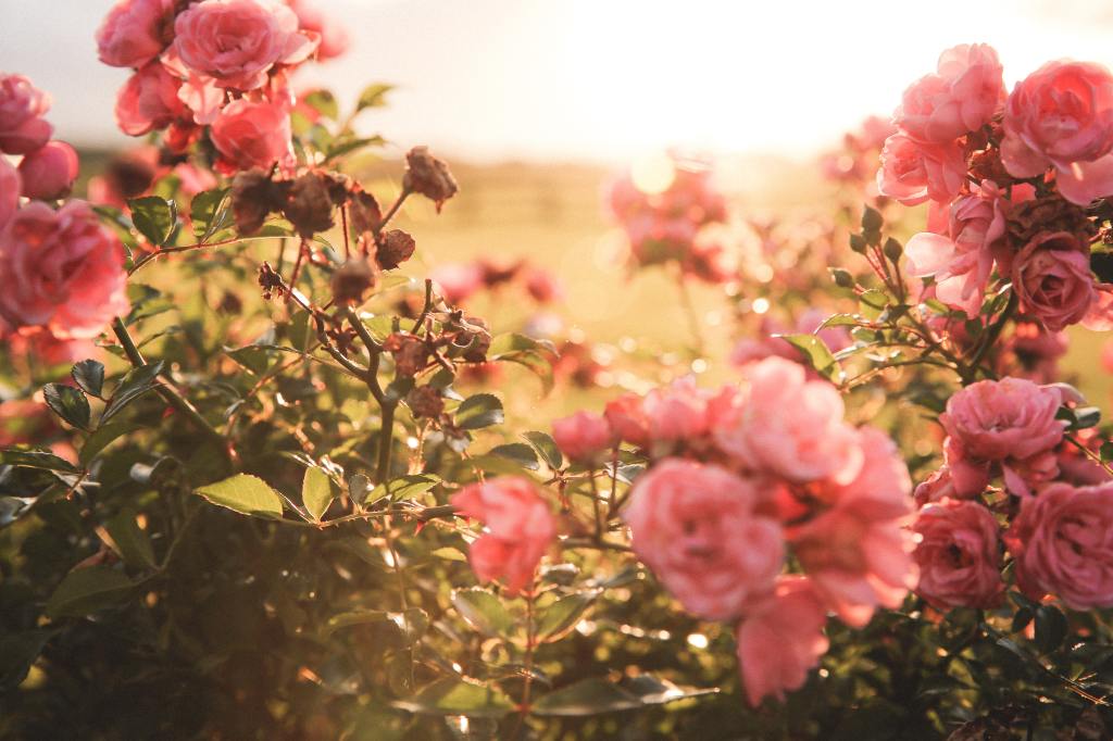 A crescente esperança da&nbsp;Primavera